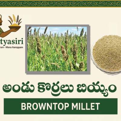 Browntop Millet (Andu Korralu)